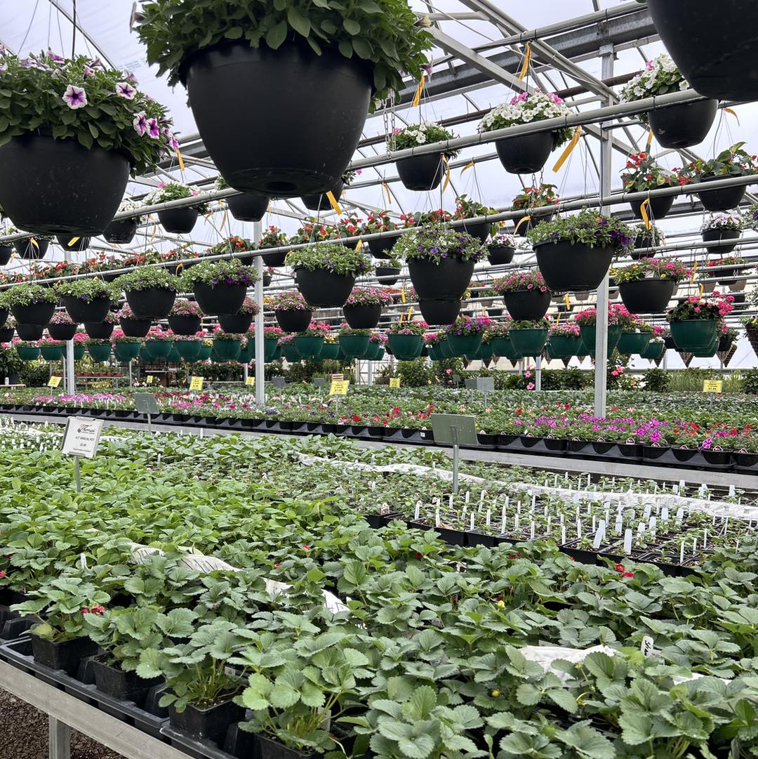 Interior view of Thomas Greenhouse & Gardens showing hanging baskets and rows of healthy plants in Mukwonago, Wisconsin.