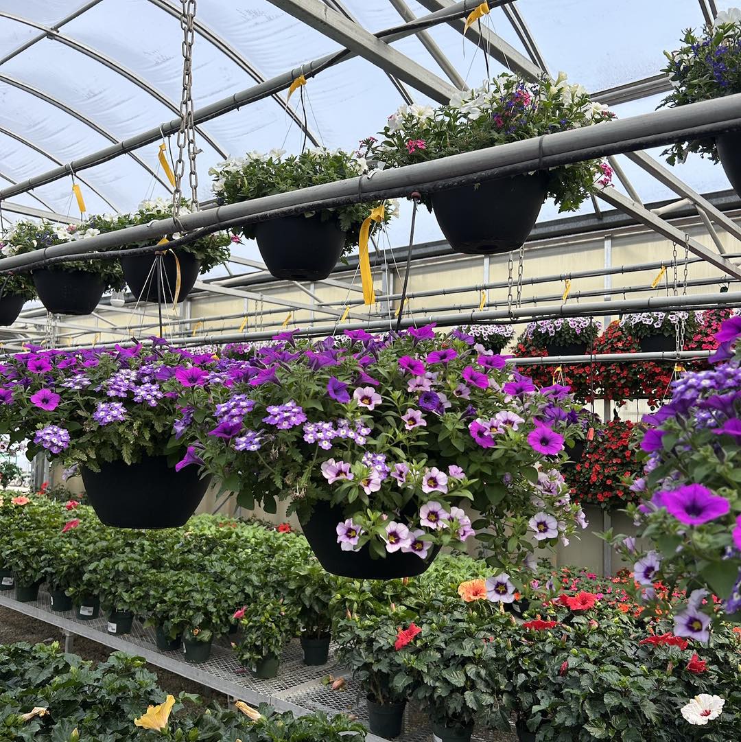 Purple and white flowering hanging baskets displayed inside Thomas Greenhouse & Gardens, Mukwonago, Wisconsin.